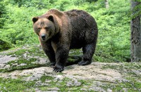 /album/oso-pardo-2014/a2-jpg/