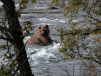 /album/oso-pardo-2014/a6-jpg/