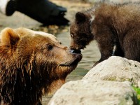 /album/oso-pardo-2014/a7-jpg/